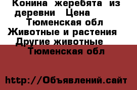 Конина (жеребята) из деревни › Цена ­ 280 - Тюменская обл. Животные и растения » Другие животные   . Тюменская обл.